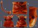 Figures-6-Psammoecus-triguttatus-Reitter-1874-lectotype-male-A-Left-antenna-B-head_W640.jpg