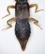 dermattera 1b.JPG