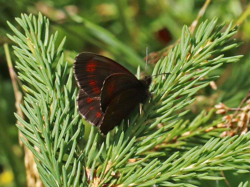 erebia_euryale_ocellaris_fei_8265.jpg