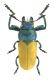 Labidostomis.small.jpg
