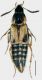 L bimaculatus.jpg
