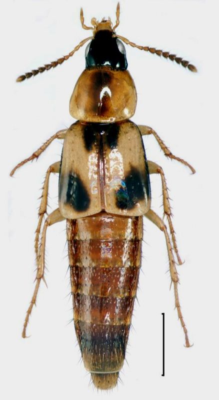 L trinotatus.jpg