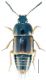 Tachinus laticollis Gravenhorst, 1802.jpg