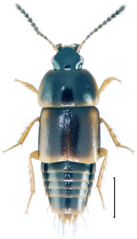 Tachinus laticollis Gravenhorst, 1802.jpg