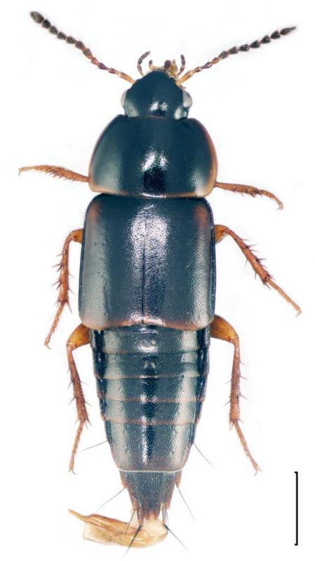 Tachinus pallipes Gravenhorst, 1806.jpg