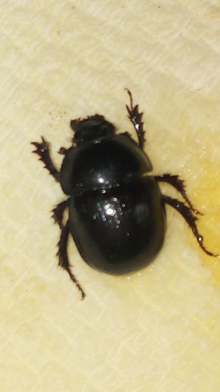 Geotrupes Gambarie VI 1994 1.jpg