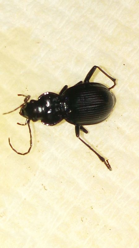 Carabidae  Gambarie VI 1994 5.jpg