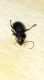 Carabidae Gambarie VI 1994 2.jpg