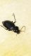 Carabidae Gambarie VI 1994 3.jpg