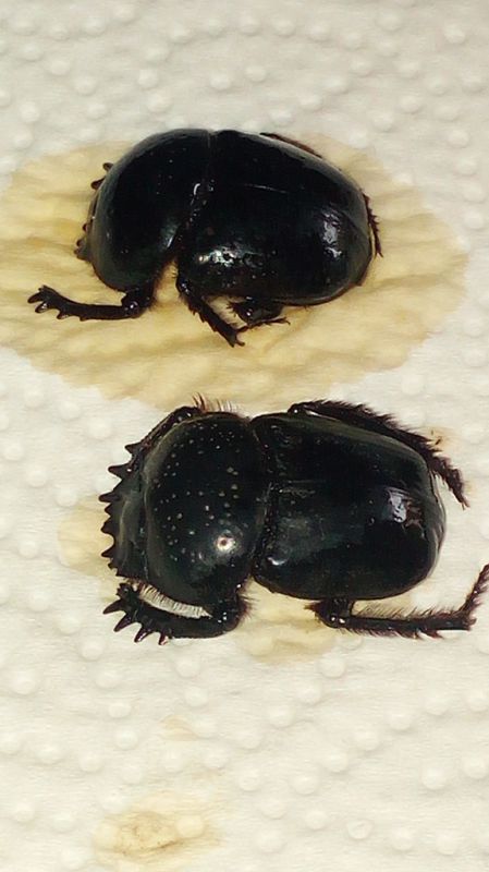 Scarabaeus Tremusa 1 V 1994.jpg