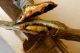 4-DSCN3724-okit.jpg