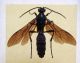 Trogus sp.jpg