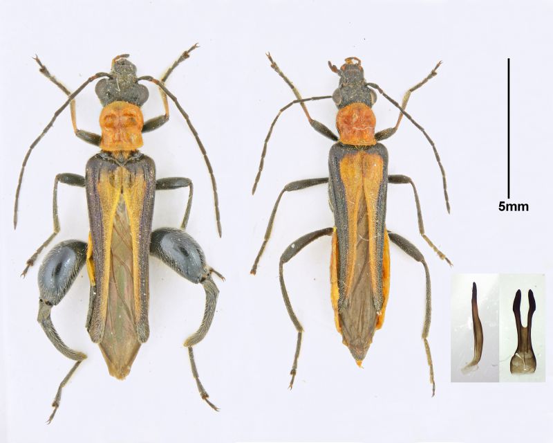 O.melanopyga f.jpg