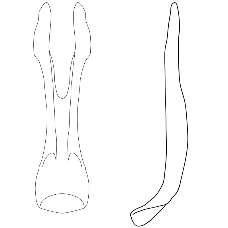 genitalia melanopyga.jpg