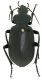 Calosoma_retusum_Argentina_Villa-Elena_XII-2007_27mm.jpg