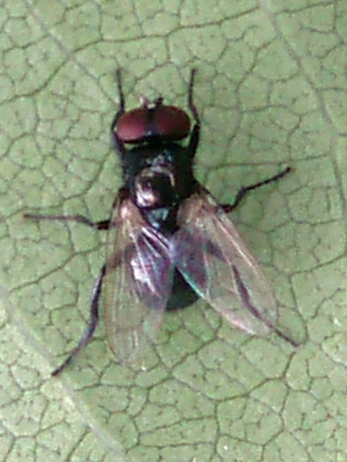 Hydrotaea sp. 1 (7-8-09 Puilboureau).jpg