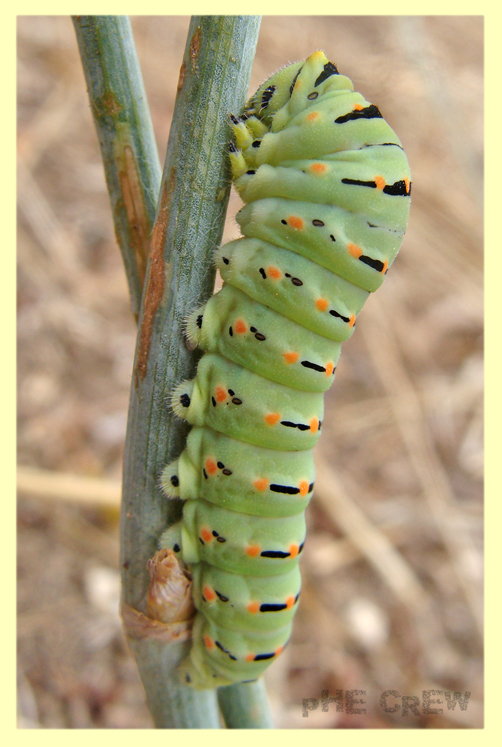 papilio machaon.JPG