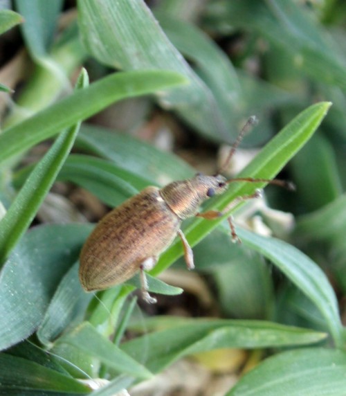 Phyllobius 1 (3-5-08 Bádenas).jpg