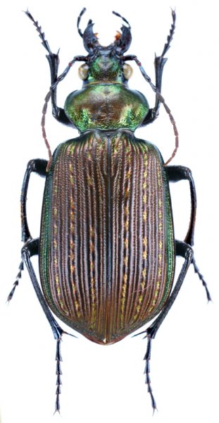Calosoma (Castrida) retusum Fabricius, 1775.jpg