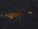 rsz_diplura_212b_1.jpg