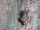Curculionidino con Oryzaephilus.JPG