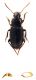 Comb2571_20zL6cr.jpg