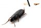 Comb2572_79zL6cr.jpg