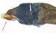 Cryptocephalus-Viggiano-edeago-frontale.jpg