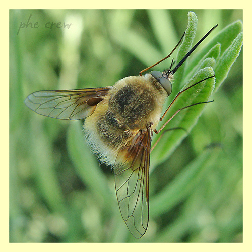 bombylius mexicanus.jpg