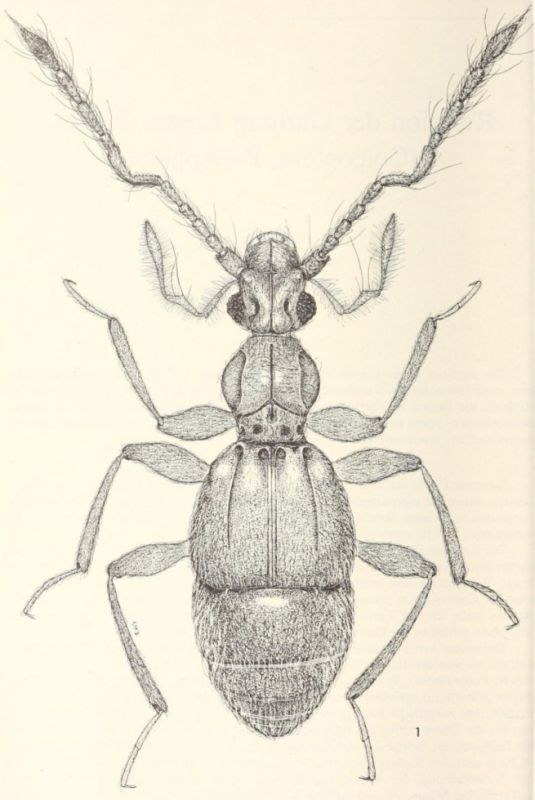 Cratna-torticornis.jpg