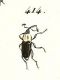Cercidocerus albicollis    Entomologie ou Histoire naturelle des insectes 33.jpg