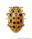 anisosticta nonemdrcimpunctata.jpg