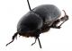 Comb2594_35zL6cr.jpg