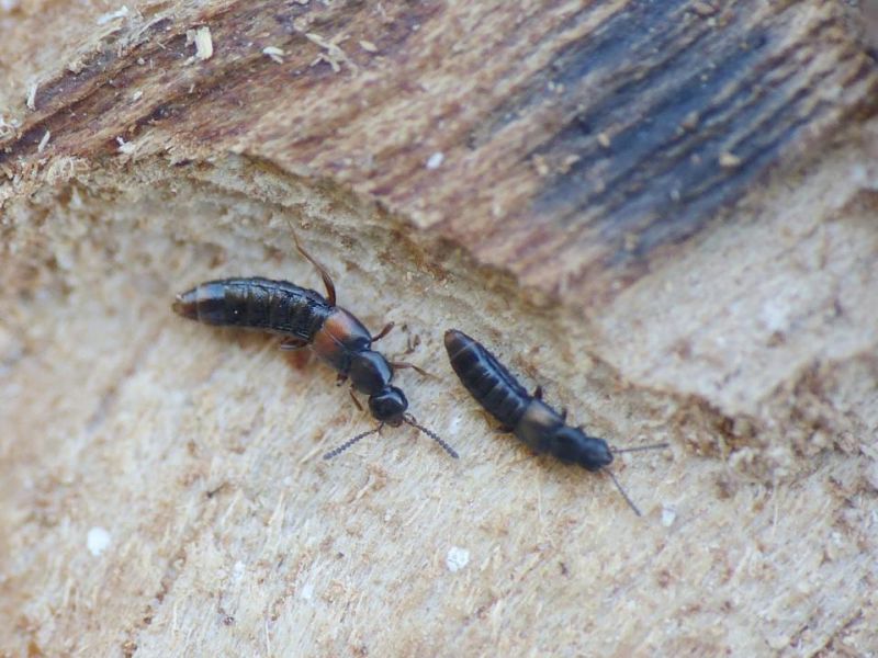 staphylinidae minuscoli 2.JPG