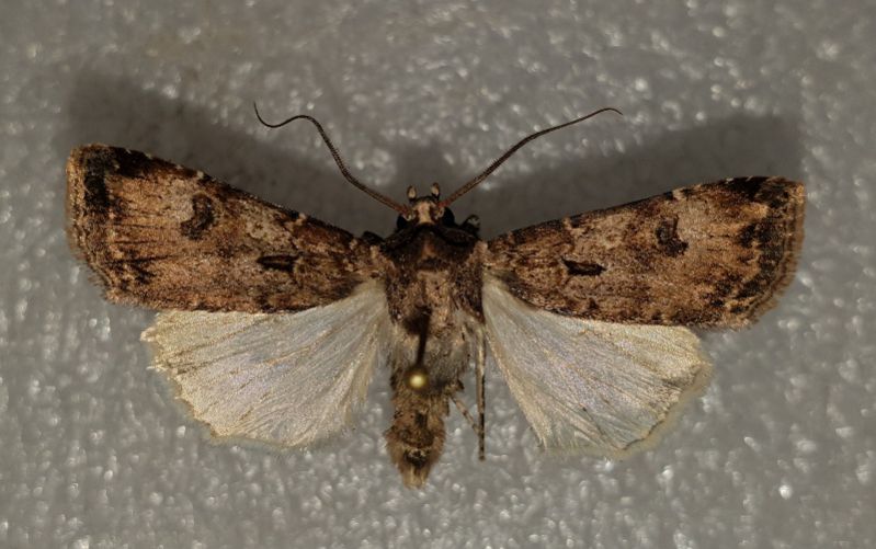 20181123 Agrotis ♂ Belpasso Via San Giuseppe.jpg