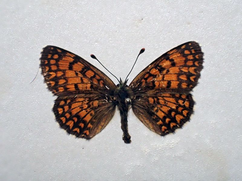 20180623 Melitaea athalia ♂ Cesaro Mt Soro.JPG