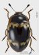 Iphiclus_nitidulus_s.jpg