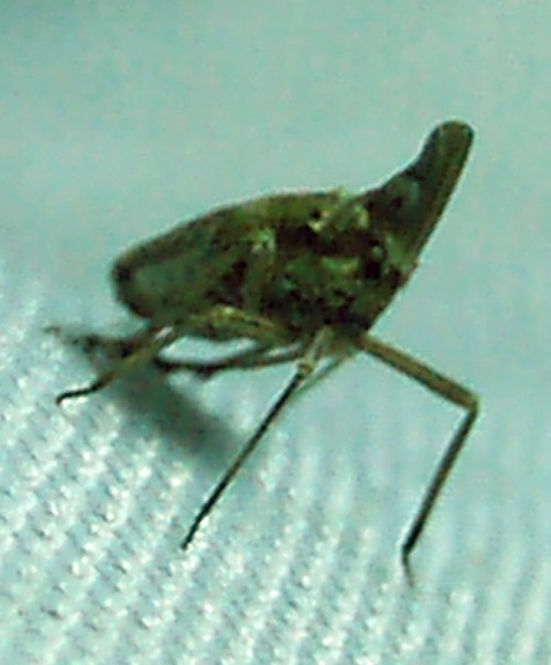 Bursinia sp. 1 (28-8-09 Portell).jpg