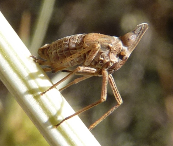 Bursinia sp. 2 (18-8-18 Morata de Jalón).jpg