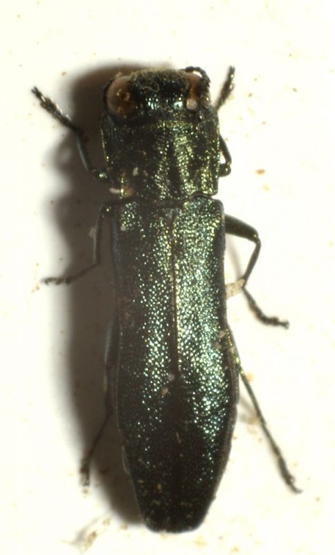 Agrilus.jpg