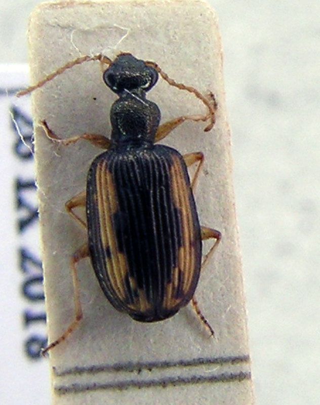 carabidae senegal.jpg