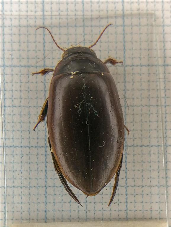 Hydaticus seminiger 771009 VG (Large).jpg