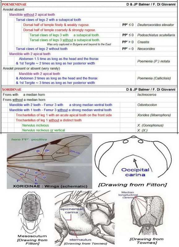 POEMENIINAE + XORIDINAE - Clés (version 2) + images - Image rectifiée au 21.11.15.jpg