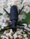 Monochamus sartor3.jpg