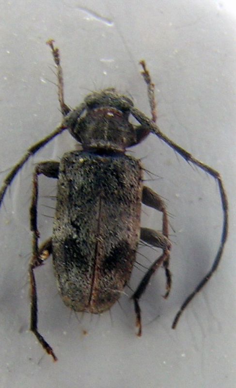 cerambicidae.jpg