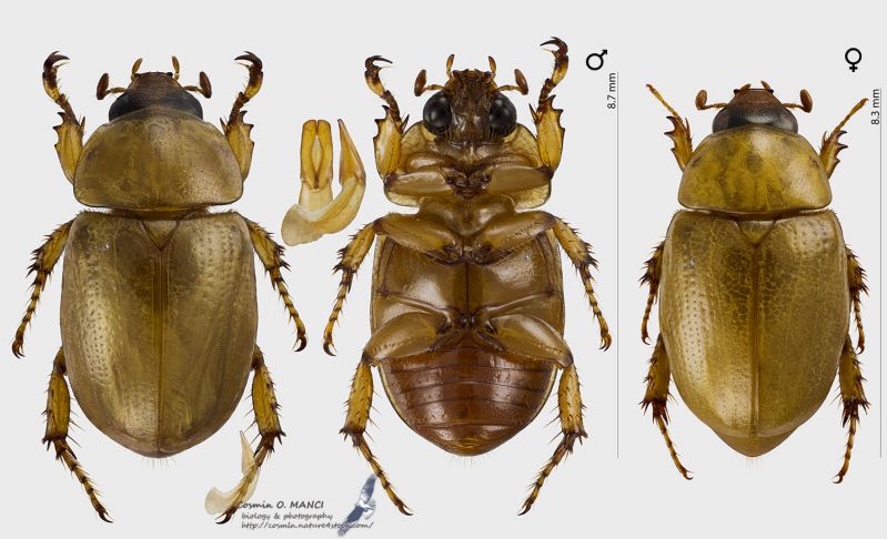 Cyclocephala_testacea_mf_s.jpg