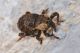 1 kyklioacalles aubei curculionidae baronessa .jpg