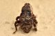 2 kyklioacalles aubei curculionidae baronessa .jpg