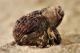 3 kyklioacalles aubei curculionidae baronessa .JPG
