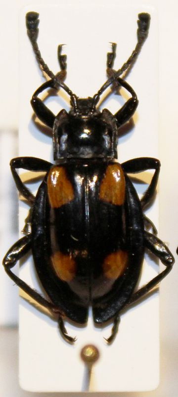 Eumorphus eurynotus.JPG